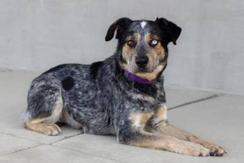 Oso -  Mixed Breed Dog for Adoption in Longmont, Colorado - Oso | PetCurious