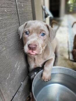 Gravel -  Labrador Retriever and Pit Bull Terrier Dog for Adoption in Pottstown, Pennsylvania - Gravel | PetCurious