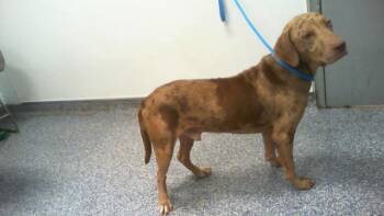 A1270367 -  Mixed Breed Dog for Adoption in Charlotte, North Carolina - A1270367 | PetCurious