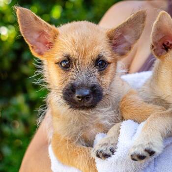 Bingo -  Cairn Terrier and Chihuahua Dog for Adoption in Hattiesburg, Mississippi - Bingo | PetCurious