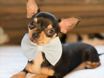 Spunky -  Chihuahua Dog for Adoption in Lucedale, Mississippi - Spunky | PetCurious