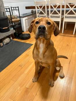 Rescue Great Dane and Boxer Dogs for Adoption in Pointe-claire, Quebec - Arlo | PetCurious