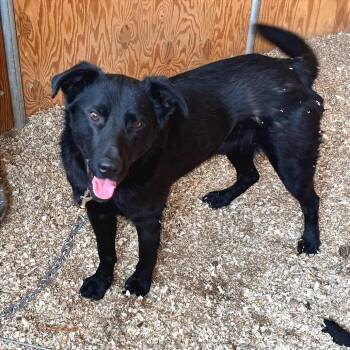 Hap -  Retriever and Shepherd Dog for Adoption in Tonasket, Washington - Hap | PetCurious