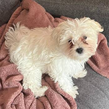 Fozzy -  Maltese and Poodle Dog for Adoption in Minneapolis, Minnesota - Fozzy | PetCurious