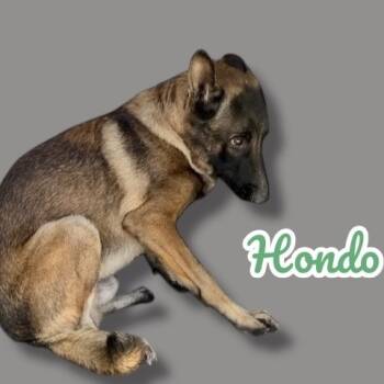 Rescue Belgian Shepherd Malinois Dogs for Adoption in Scottsdale, Arizona - Hondo | PetCurious