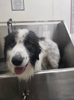 Rescue Great Pyrenees Dogs for Adoption in Thomasville, North Carolina - Beckner | PetCurious