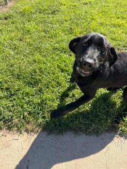 River -  Labrador Retriever and Mixed Breed Dog for Adoption in Metter, Georgia - River | PetCurious