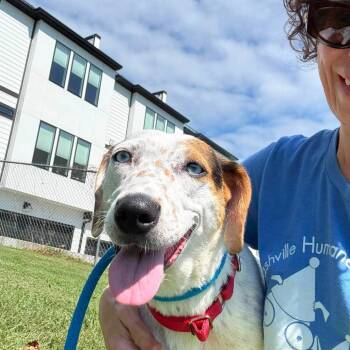 Adson Brown -  Catahoula Leopard Dog and Mixed Breed Dog for Adoption in Nashville, Tennessee - Adson Brown | PetCurious