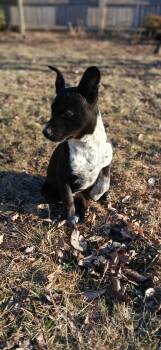 Mixed Breed Dogs Available for Adoption - Sweetheart | PetCurious