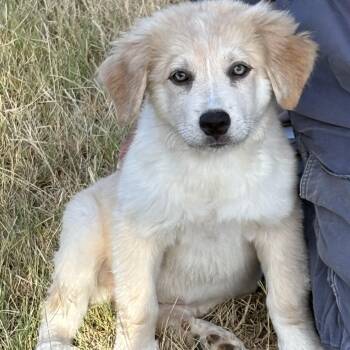 Cinnamon -  Great Pyrenees and Australian Shepherd Dog for Adoption in Houston, Texas - Cinnamon | PetCurious