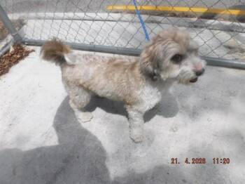 Terrier and Mixed Breed Dogs Available for Adoption in Doral, Florida - HECTOR | PetCurious