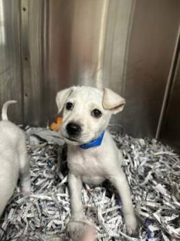 Pineapple -  Labrador Retriever and Mixed Breed Dog for Adoption in Morton Grove, Illinois - Pineapple | PetCurious