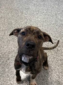 Rescue Mixed Breed Dogs for Adoption in Detroit, Michigan - Lahser | PetCurious