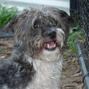 Rescue Shih Tzu and Poodle Dogs for Adoption in Richmond, Texas - Newton | PetCurious