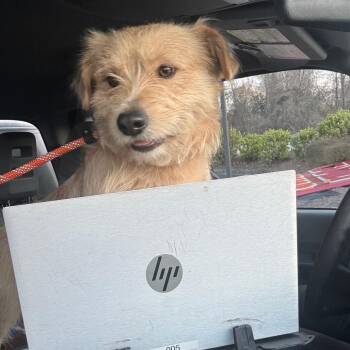 Mixed Breed Dogs Available for Adoption - 2/24/2026-Stray-AmberDrive | PetCurious