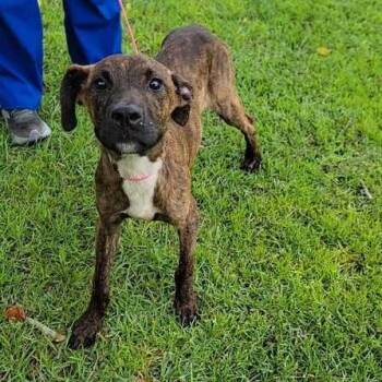 Montgomery -  Bulldog Dog for Adoption in Valdosta, Georgia - Montgomery | PetCurious