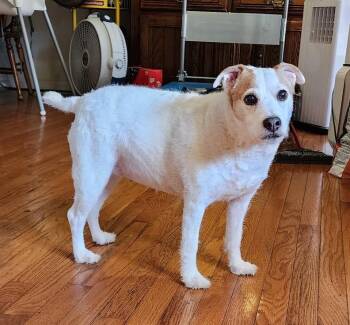 Casey -  Jack Russell Terrier Dog for Adoption in Clatskanie, Oregon - Casey | PetCurious