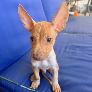Caramel - Costa Mesa Location *Available 7/25* -  Terrier and Chihuahua Dog for Adoption in Chino Hills, California - Caramel - Costa Mesa Location *Available 7/25* | PetCurious