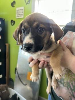 Rescue Coonhound Dogs for Adoption in Cleveland, Tennessee - Dodge | PetCurious