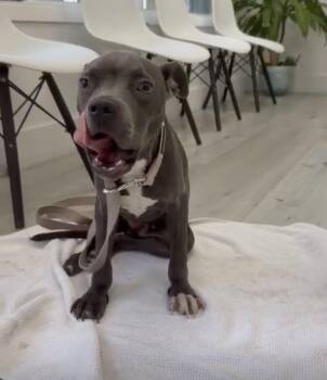 Grace -  Boxer and Pit Bull Terrier Dog for Adoption in Homestead, Florida - Grace | PetCurious