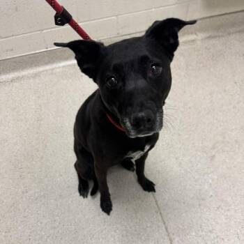 Leia -  Australian Cattle Dog Blue Heeler and Mixed Breed Dog for Adoption in Murray, Utah - Leia | PetCurious