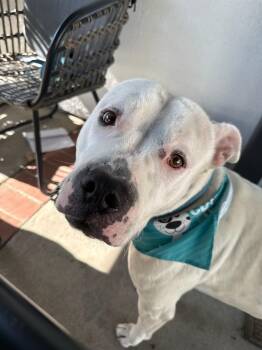 Charlie -  Pit Bull Terrier Dog for Adoption in Santa Monica, California - Charlie | PetCurious