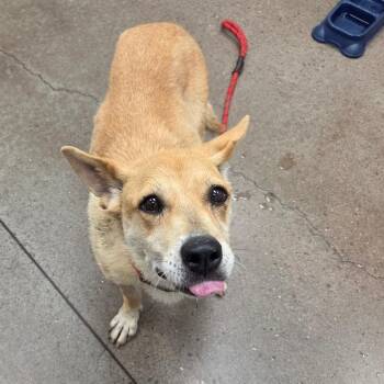 Blessing -  Carolina Dog Dog for Adoption in Chattanooga, Tennessee - Blessing | PetCurious