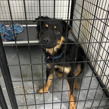 Dolly Pawton -  Shepherd and Mixed Breed Dog for Adoption in St. Louis, Missouri - Dolly Pawton | PetCurious