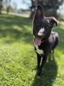 Hank -  German Shepherd Dog Dog for Adoption in Upper Sandusky, Ohio - Hank | PetCurious