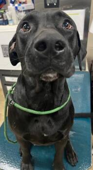 Smokey -  Labrador Retriever Dog for Adoption in Mobile, Alabama - Smokey | PetCurious