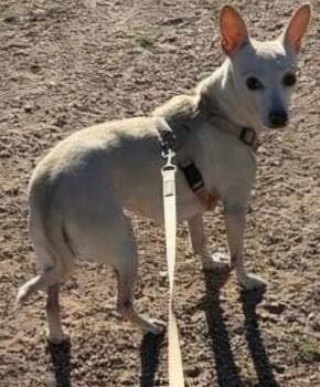 CoCo -  Chihuahua and Mixed Breed Dog for Adoption in Anthem, Arizona - CoCo | PetCurious