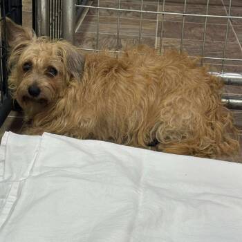 Rescue Terrier Dogs for Adoption in Grand Forks, North Dakota - Myrtle | PetCurious