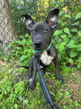 Broccoli -  American Staffordshire Terrier Dog for Adoption in Salem, New Hampshire - Broccoli | PetCurious