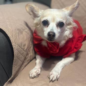 CARMENCITA (out of town) -  Chihuahua Dog for Adoption in New York, New York - CARMENCITA (out Of Town) | PetCurious