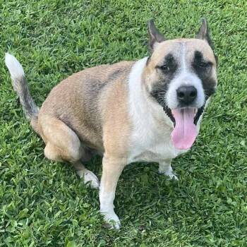 Rescue German Shepherd Dog Dogs for Adoption in Lucas, Texas - FAITH GS | PetCurious