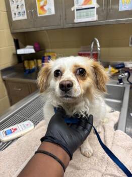 Harley -  Mixed Breed Dog Available for Adoption in Douglasville, Georgia - Harley | PetCurious