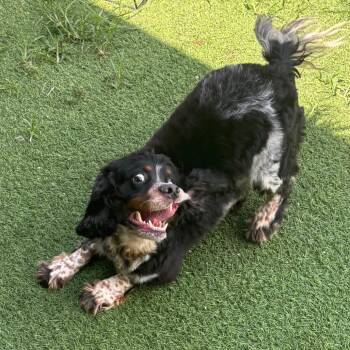 Auburn 5466 -  English Cocker Spaniel Dog for Adoption in Loxahatchee Groves, Florida - Auburn 5466 | PetCurious