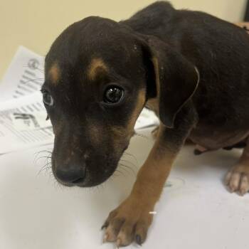 Grumpy -  Mixed Breed Dog for Adoption in Madisonville, Tennessee - Grumpy | PetCurious
