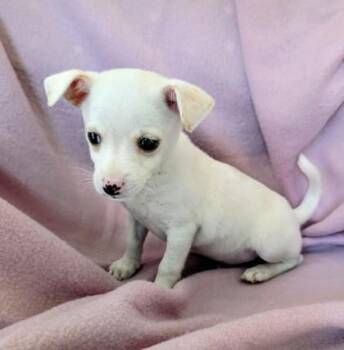 Chihuahua and Shih Tzu Dogs Available for Adoption in Buffalo, Minnesota - Trent | PetCurious