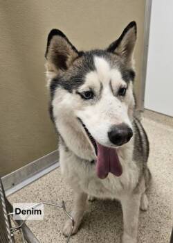 Luna -  Mixed Breed Dog for Adoption in Lafayette, Indiana - Luna | PetCurious
