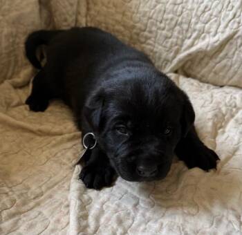 Labrador Retriever and German Shepherd Dog Dogs Available for Adoption in Carson City, Nevada - Meringue Pie | PetCurious