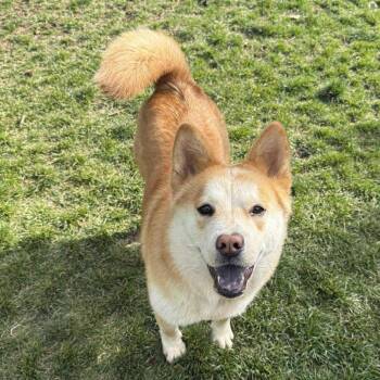 Rescue Shiba Inu and Mixed Breed Dogs for Adoption in Bend, Oregon - Kohana (**Adoption Fee Sponsored!**) | PetCurious