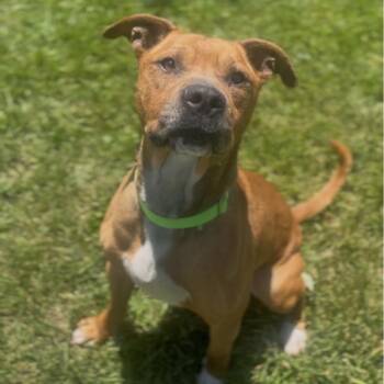 Baker -  Labrador Retriever and Mixed Breed Dog for Adoption in Marysville, Ohio - Baker | PetCurious