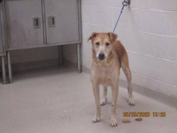 Lady(50) -  Shepherd Dog Available for Adoption in Marietta, Georgia - Lady(50) | PetCurious