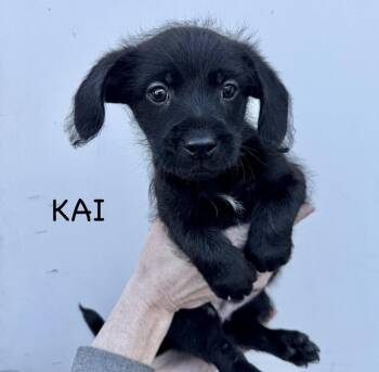 Terrier and Cockapoo Dogs Available for Adoption - Kai | PetCurious