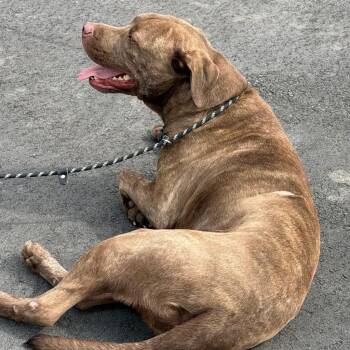 Chocolate Labrador Retriever and American Bulldog Dogs Available for Adoption in Charlottesville, Virginia - Remy Comfortable Lab Mix Boy.  Beautiful Brindle Boy | PetCurious