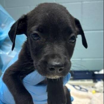 Cosmic Brownie -  Mixed Breed Dog for Adoption in Kansas City, Missouri - Cosmic Brownie | PetCurious