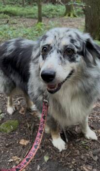 SITAR -  Australian Shepherd Dog for Adoption in Millerstown, Pennsylvania - SITAR | PetCurious