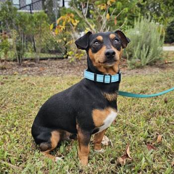 Junior -  Dachshund and Mixed Breed Dog for Adoption in Nashville, Tennessee - Junior | PetCurious