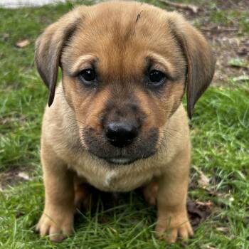 Labrador Retriever Dogs Available for Adoption in Brantford, Ontario - Mars | PetCurious